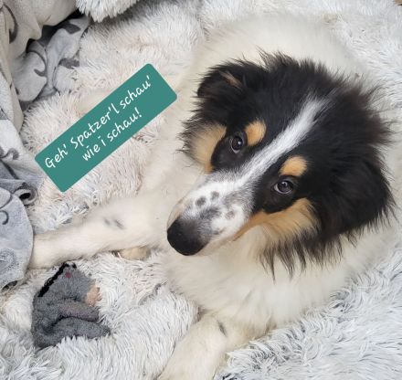 Wunderschöne Langhaar-Collie-Welpen sind abgabebereit