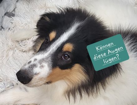 Wunderschöne Langhaar-Collie-Welpen sind abgabebereit