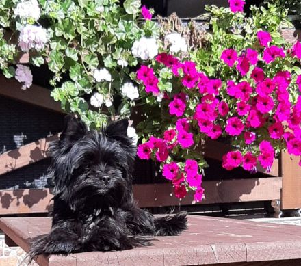 Zuckersüße Yorkshire Terrier Welpen