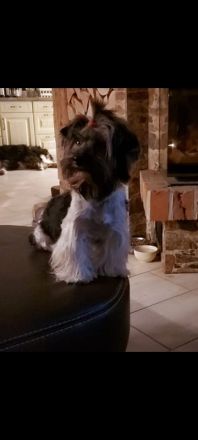 Zuckersüße Yorkshire Terrier Welpen