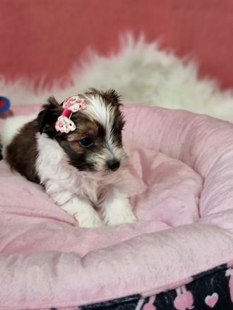 Zuckersüße Yorkshire Terrier Welpen