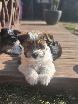 Zuckersüße Yorkshire Terrier Welpen