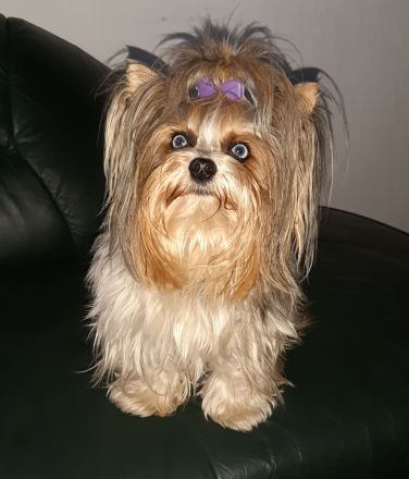 Wunderschöner Rüde