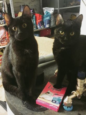 Sina und Sammy suchen ihr Glück