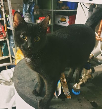 Sina und Sammy suchen ihr Glück