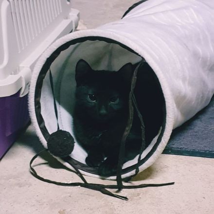 Sina und Sammy suchen ihr Glück