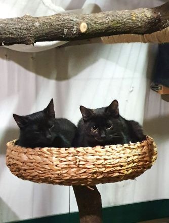 Sina und Sammy suchen ihr Glück