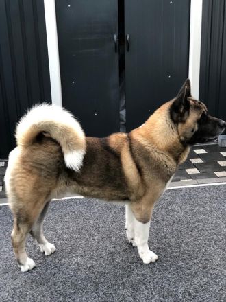 American akita welpen