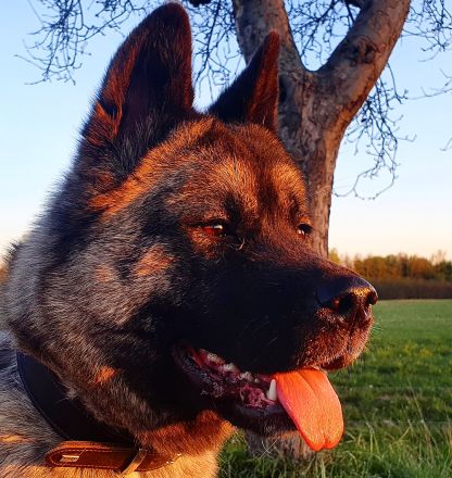 American akita welpen