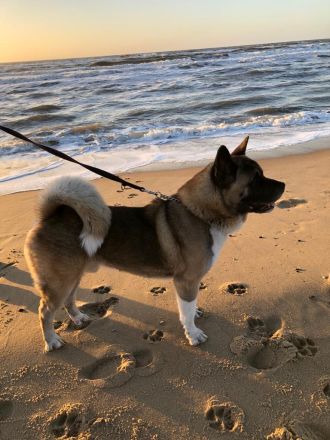 American akita welpen