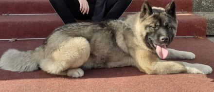 American akita welpen