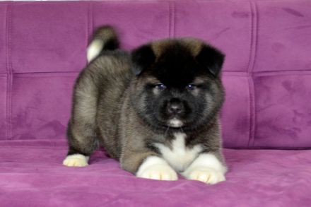 American akita welpen