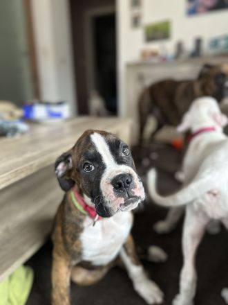2 liebevolle Boxerwelpen suchen neues Zuhause