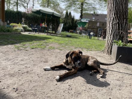 2 liebevolle Boxerwelpen suchen neues Zuhause