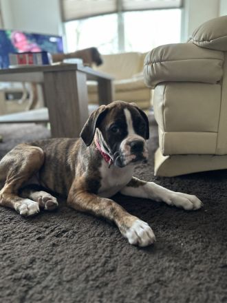 2 liebevolle Boxerwelpen suchen neues Zuhause