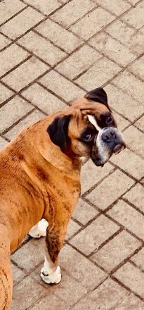 2 liebevolle Boxerwelpen suchen neues Zuhause