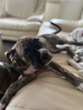 2 liebevolle Boxerwelpen suchen neues Zuhause