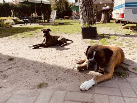 2 liebevolle Boxerwelpen suchen neues Zuhause