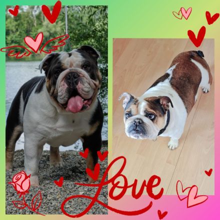 Wurfankündigung reinrassige englische Bulldoggen