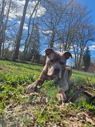 Puschel sucht dringend neues Zuhause!