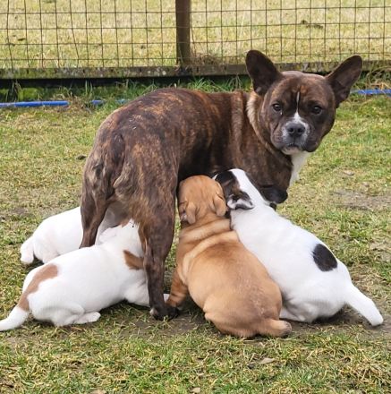 Französische Bulldoggen Mix Welpen