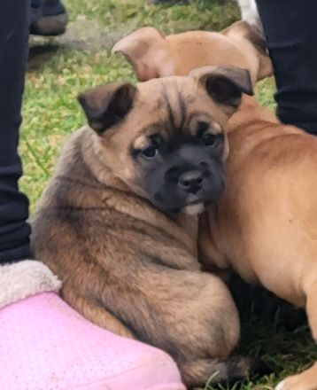 Französische Bulldoggen Mix Welpen