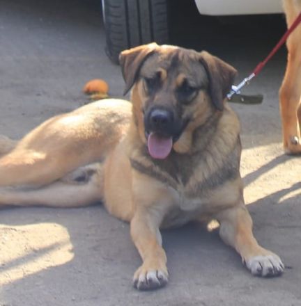 Goldstück Ralph sucht ein Zuhause