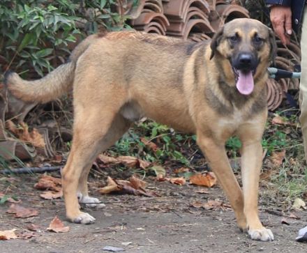 Goldstück Ralph sucht ein Zuhause