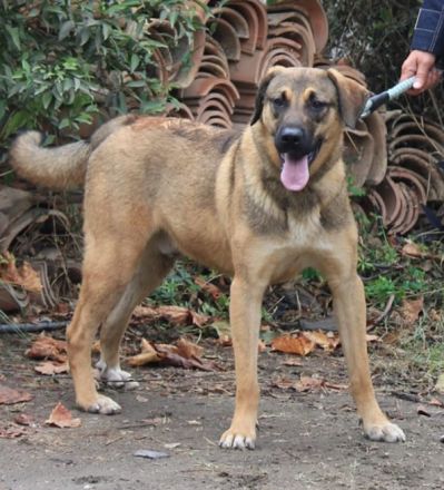 Goldstück Ralph sucht ein Zuhause