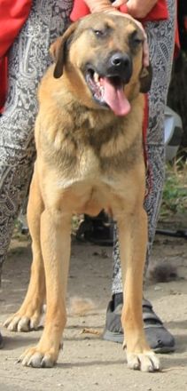 Goldstück Ralph sucht ein Zuhause