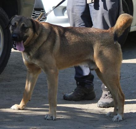 Goldstück Ralph sucht ein Zuhause