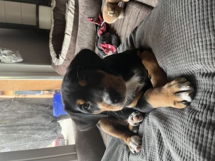 Großer Schweizer Sennenhund