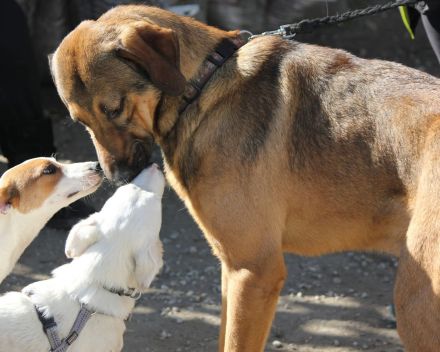 Traumhund Ryder sucht ein Zuhause