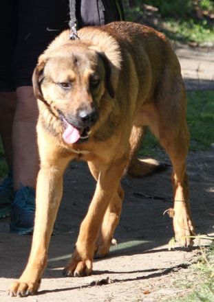 Traumhund Ryder sucht ein Zuhause