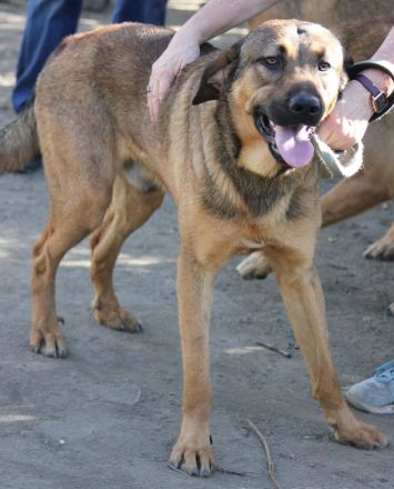 Traumhund Ryder sucht ein Zuhause