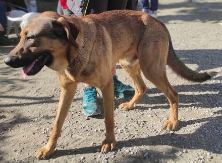 Traumhund Ryder sucht ein Zuhause