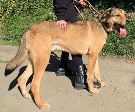 Rio ein wahrer Goldschatz