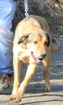 Rio ein wahrer Goldschatz