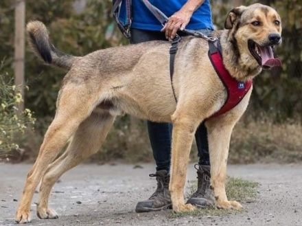 Rio ein wahrer Goldschatz