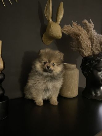 Zwergspitz Pomeranian Welpe