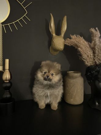 Zwergspitz Pomeranian Welpe