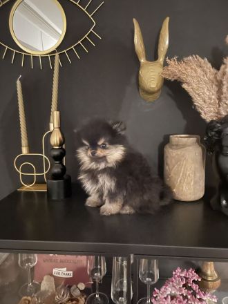 Zwergspitz Pomeranian Welpe