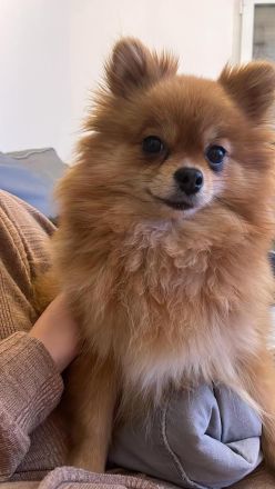 Zwergspitz Pomeranian Welpe