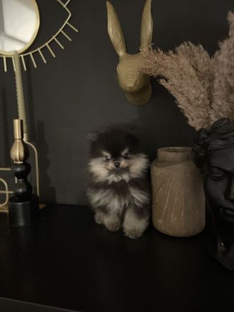 Zwergspitz Pomeranian Welpe