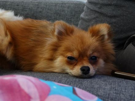 Zwergspitz Pomeranian Welpe