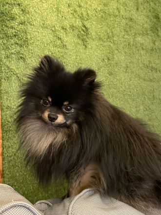 Zwergspitz Pomeranian Welpe
