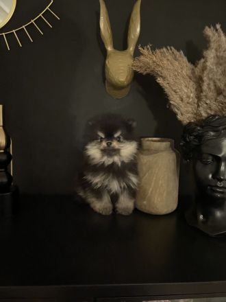 Zwergspitz Pomeranian Welpe