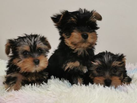 Yorkshire Terrier Welpen reinrassig.