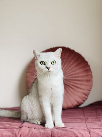 Reinrassige BKH kitten mit Stammbaum