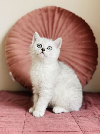 Reinrassige BKH kitten mit Stammbaum